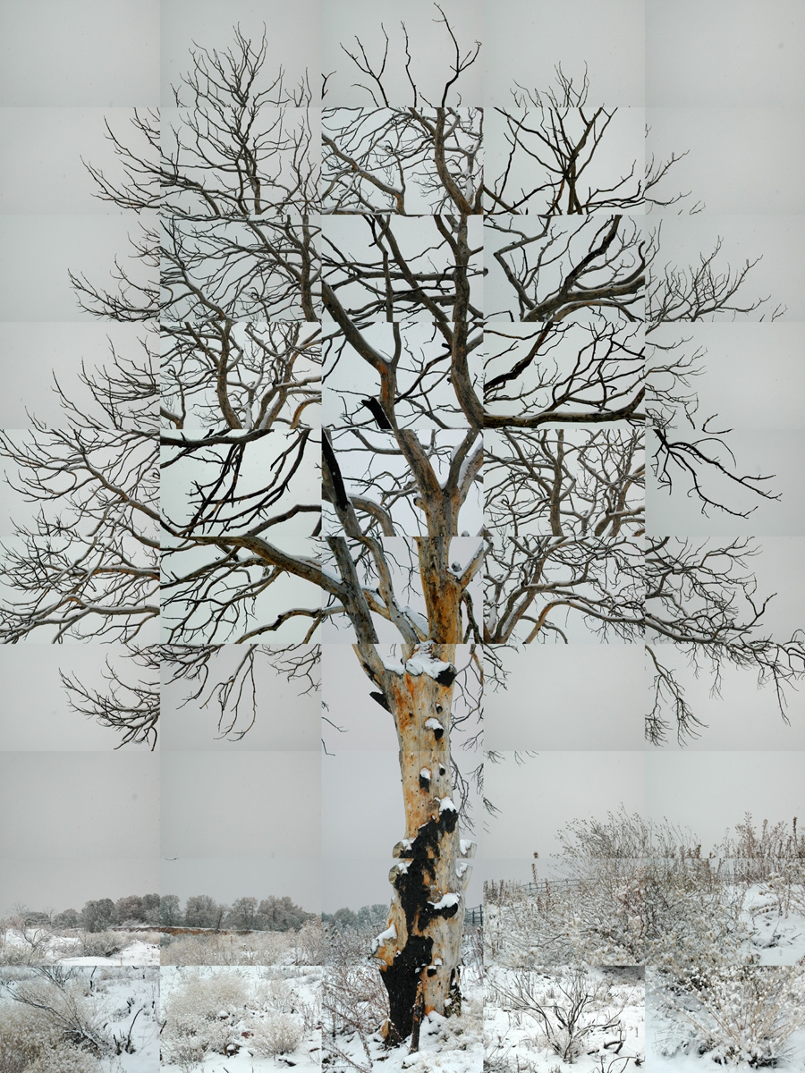 Tree in winter